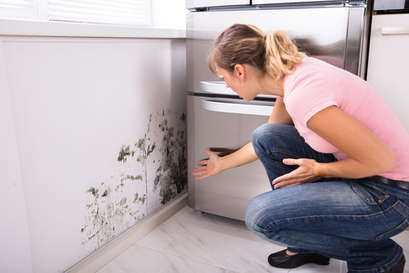 Mold in the Home
