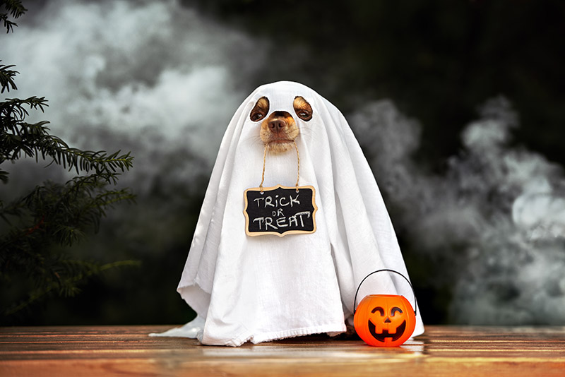 Dog dressed as ghost for halloween