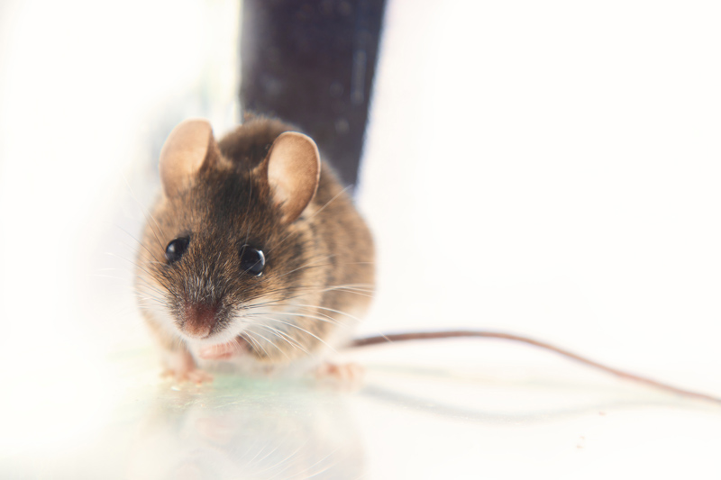 A mouse inside a home.